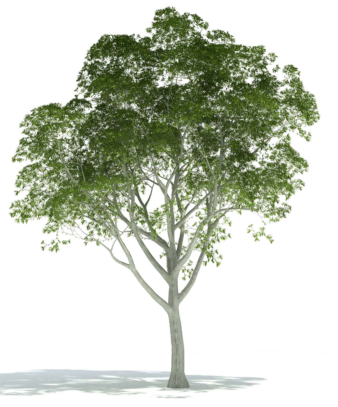 Photoshop Architectural Tree
