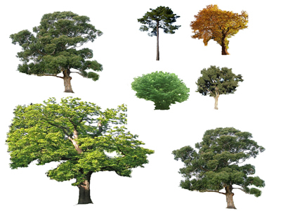 Photoshop Trees Plan