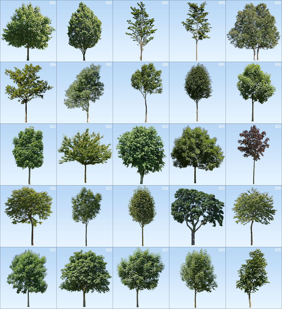 Tree Texture Photoshop