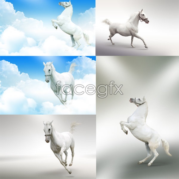 White Horse High Definition