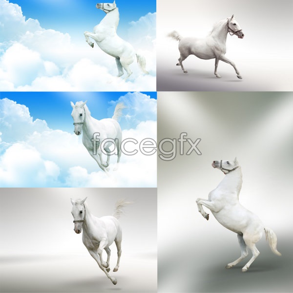 White Horse High Definition White Horse High Definition