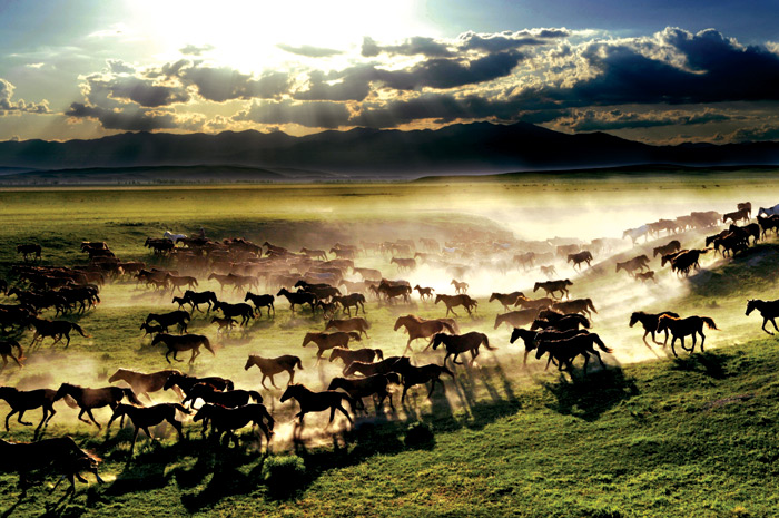 Wild Horses Galloping