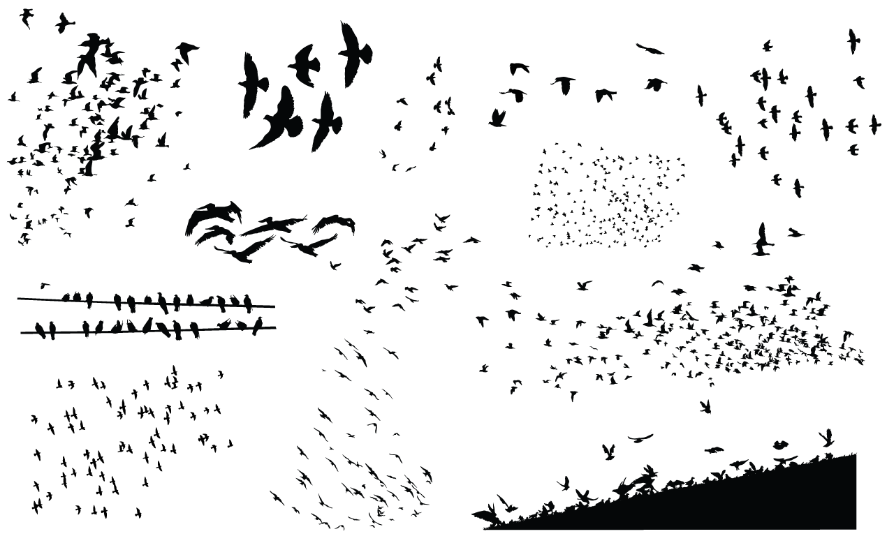 Bird Flock Vector