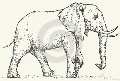 Elephant Shading Drawing