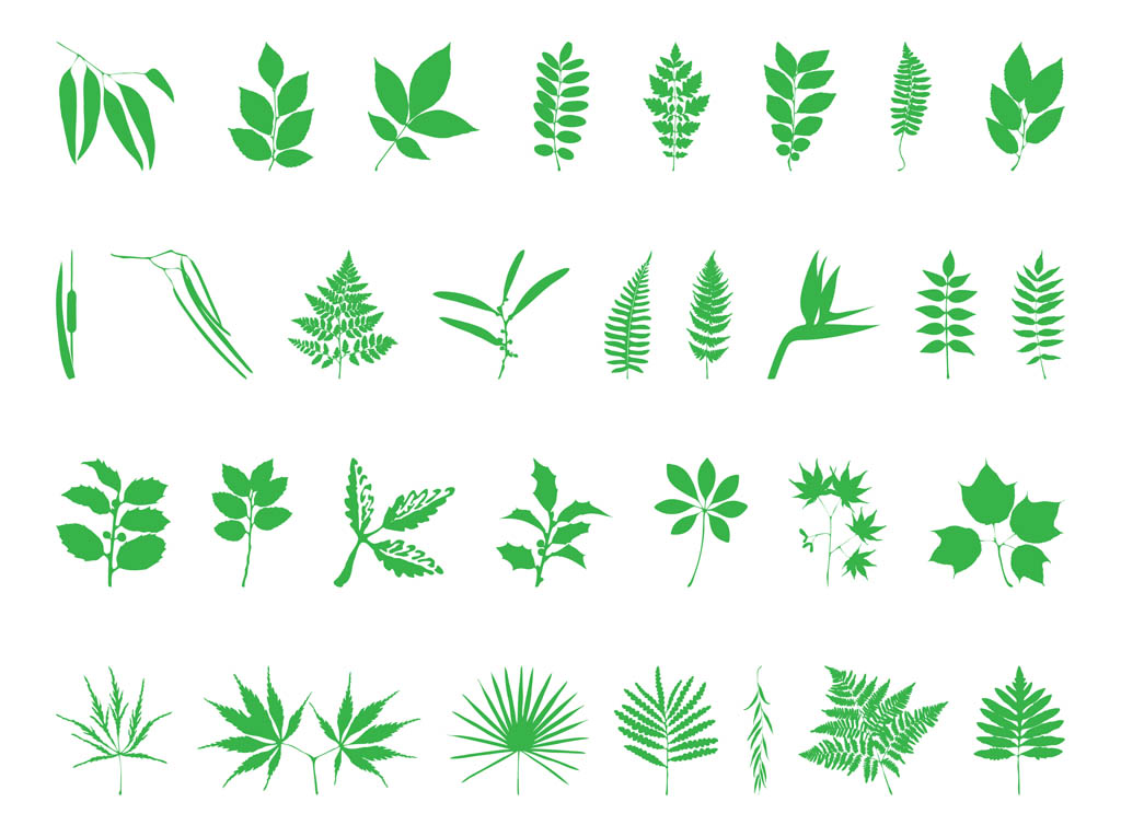 Fern Leaf Vector