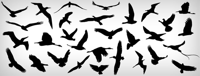 Flying Birds Silhouette Vector