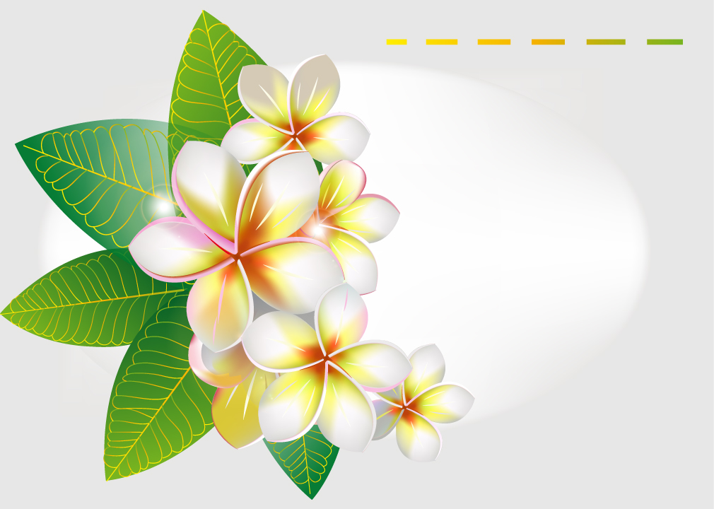 Frangipani Flowers Vector