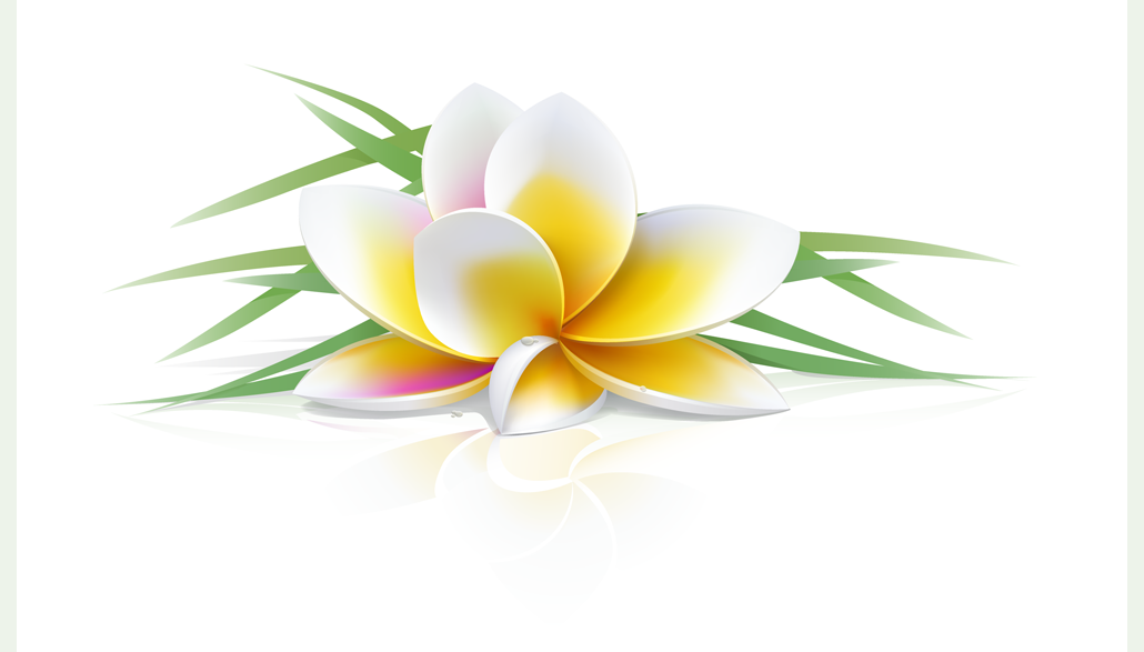 Frangipani Flowers Vector