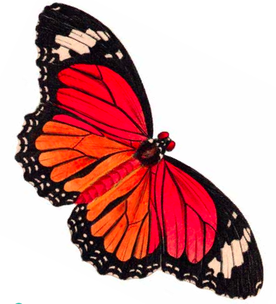 Free Printable Butterflies Clip Art
