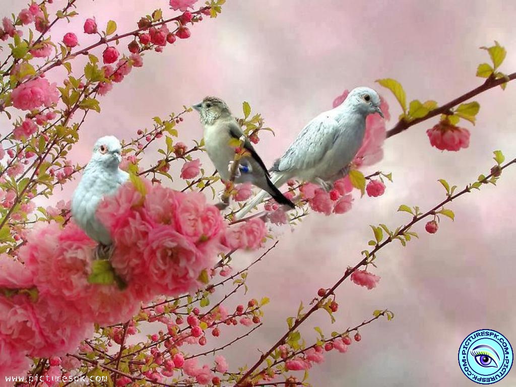Free Spring Desktop Birds