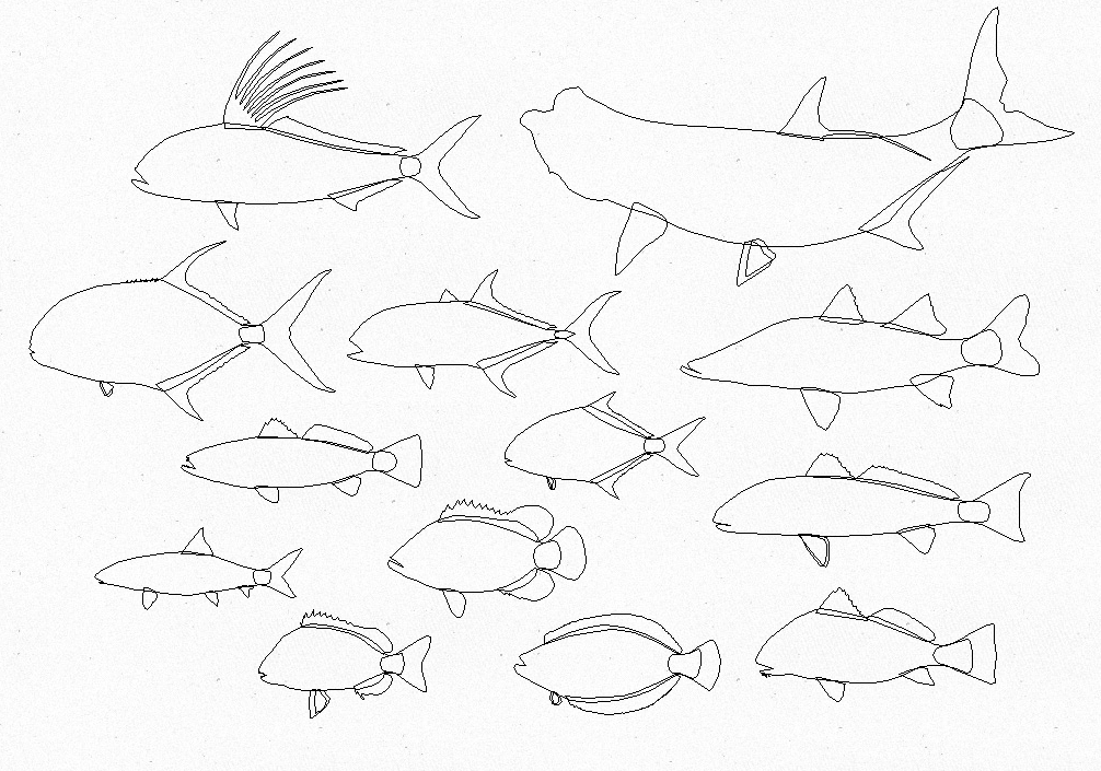 Free Vector Images Fish Outline