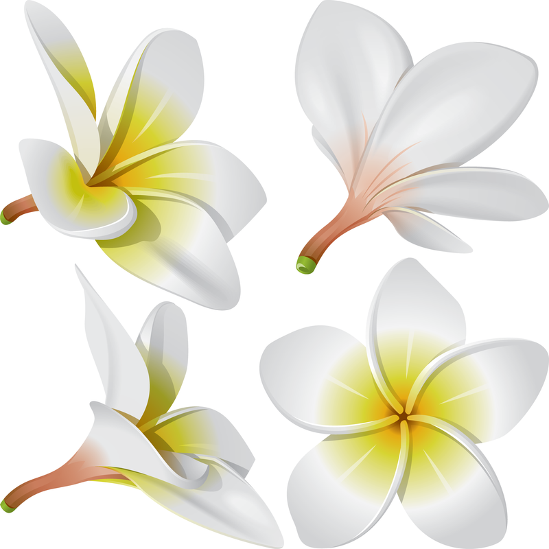 Hawaiian Flower Illustration