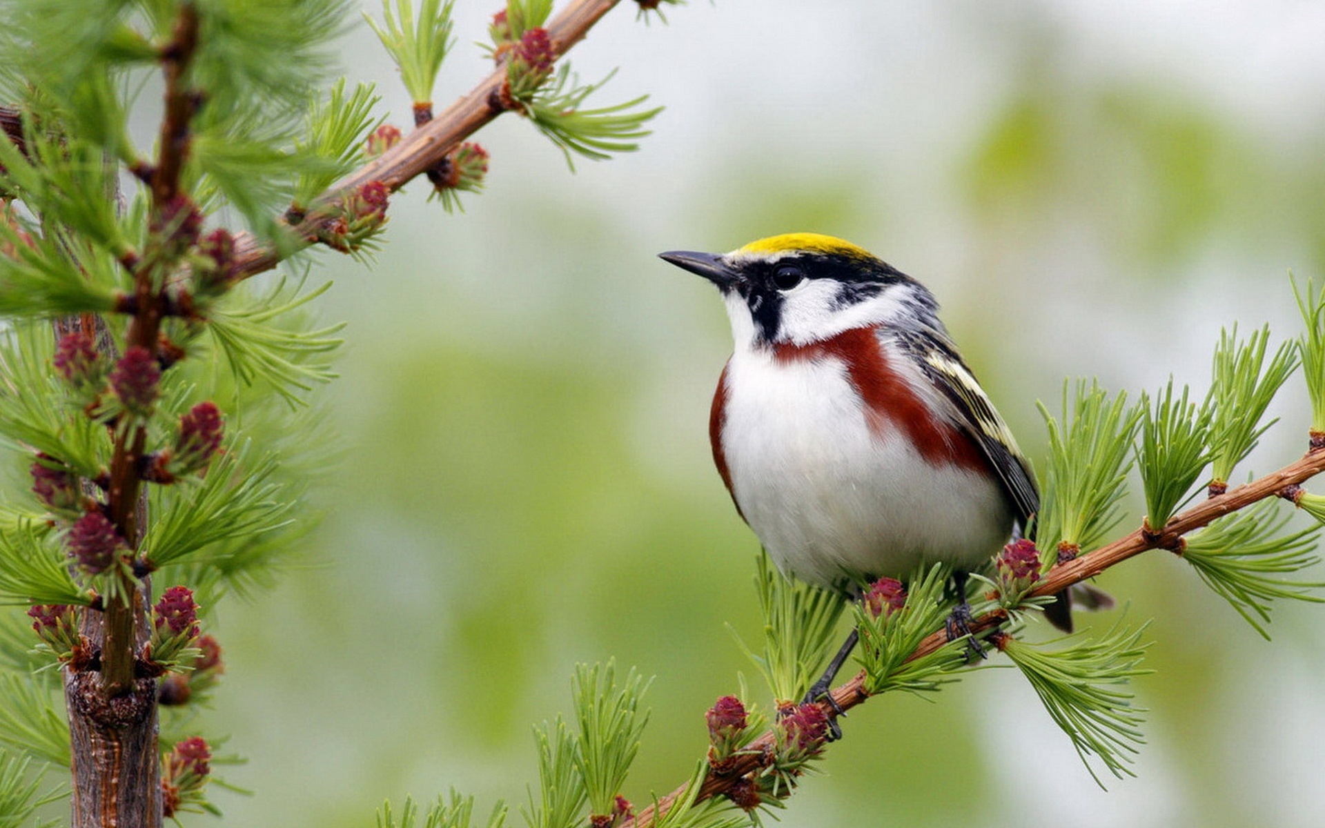 Image of Nice Spring and Bird Image of Nice Spring and Bird