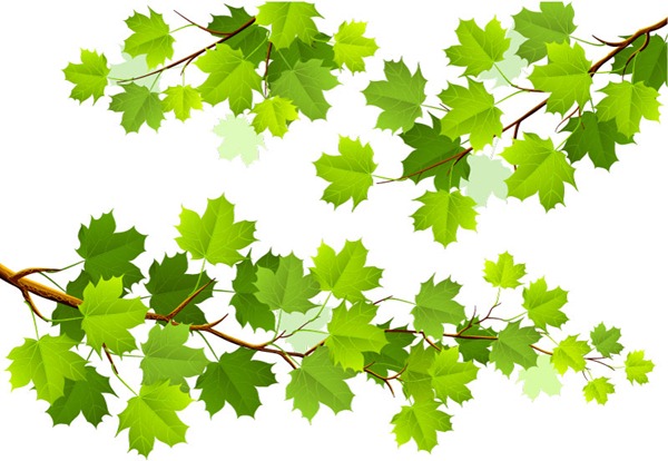 Maple Leaf Branch Vector