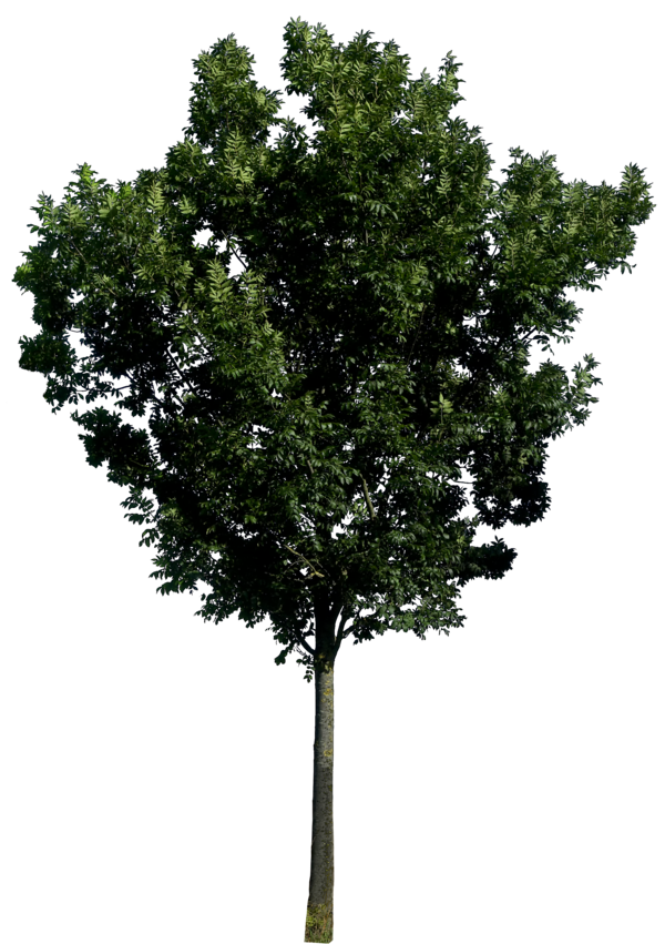 Photoshop Transparent Trees