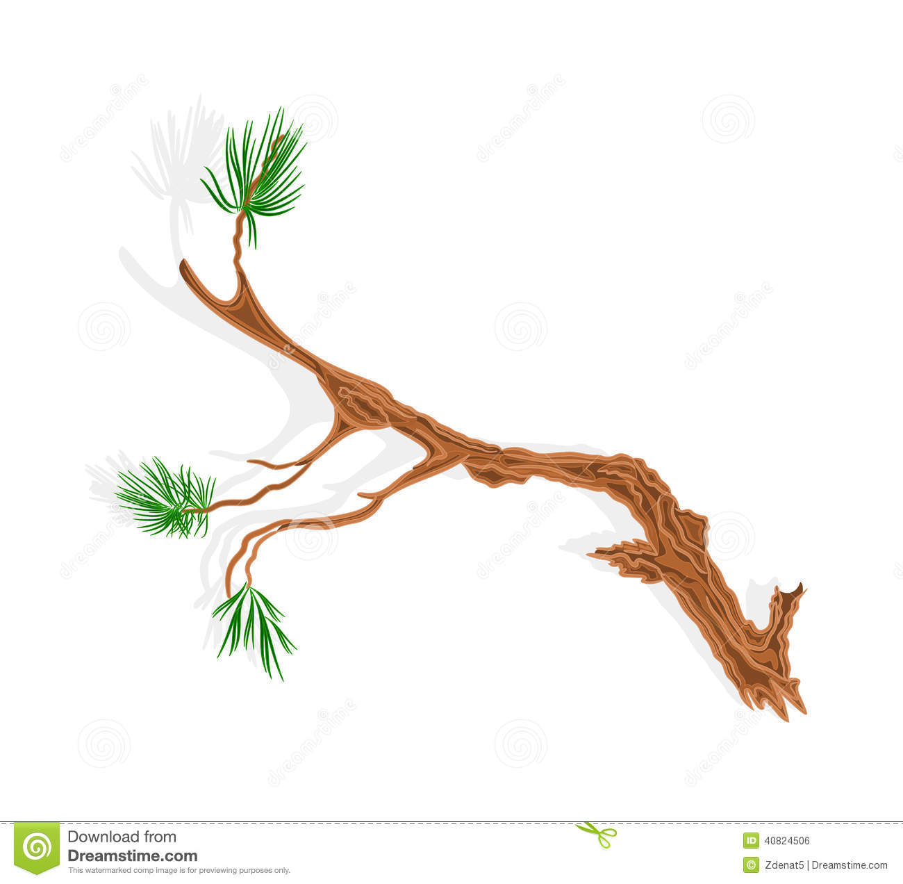 Pine Tree Branch Vector