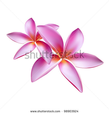 Plumeria Frangipani Flower