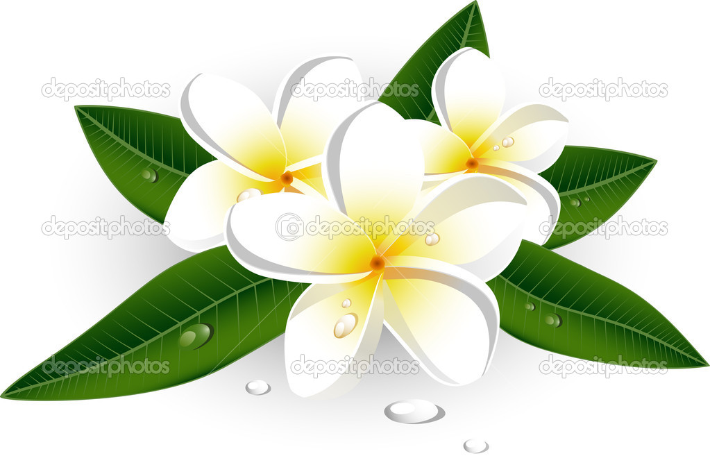 Plumeria Frangipani Vector