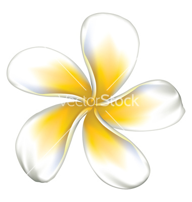 Plumeria Frangipani Vector