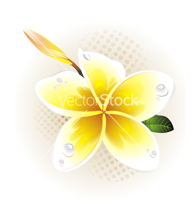 Plumeria Frangipani Vector