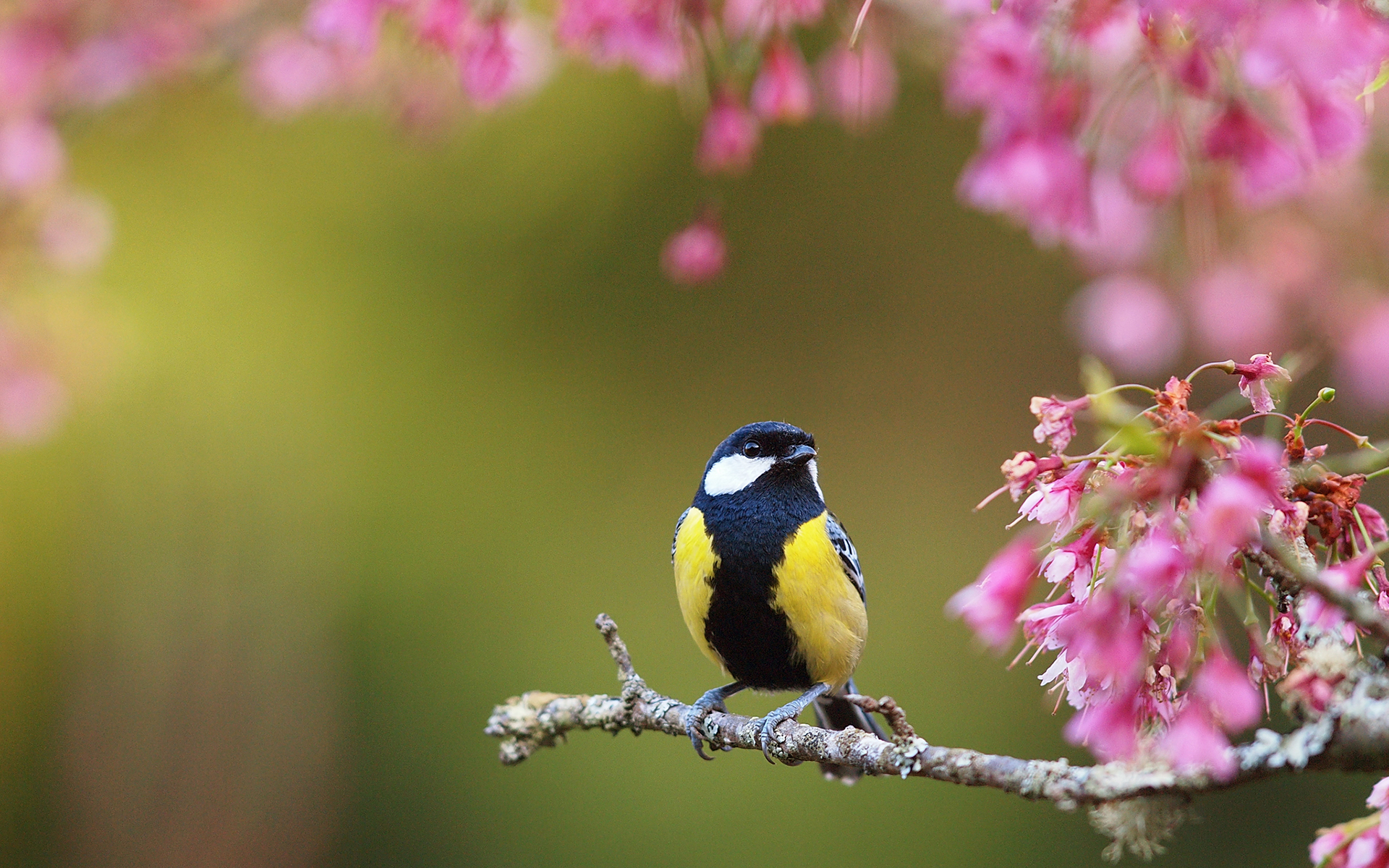 Spring Flowers Birds