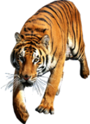 Tiger PSD
