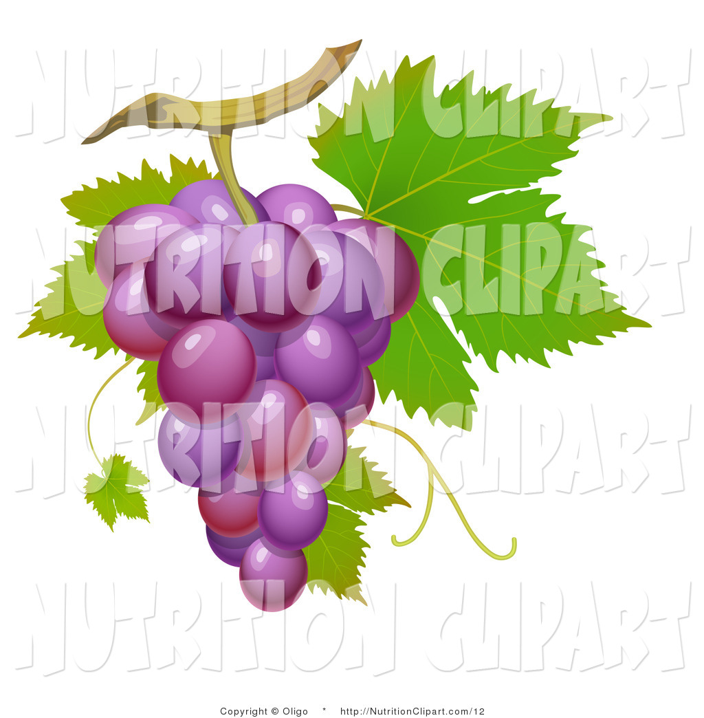 Vector Grape Vine Clip Art