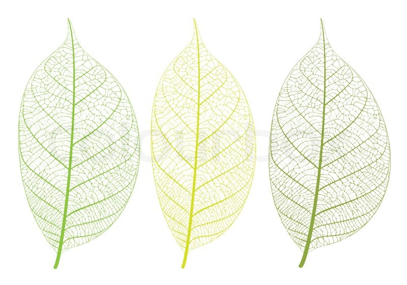 Vector Leaves