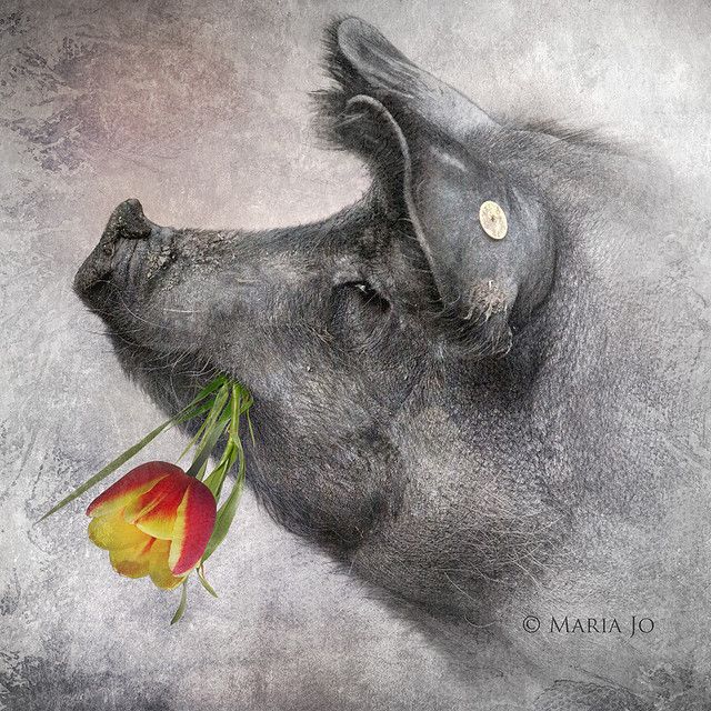 Animal Art Pig Animal Art Pig