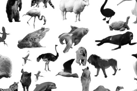 Animal Photoshop Brushes Free