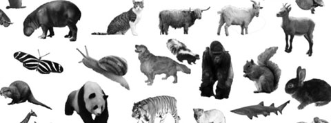 Animal Print Brushes Photoshop