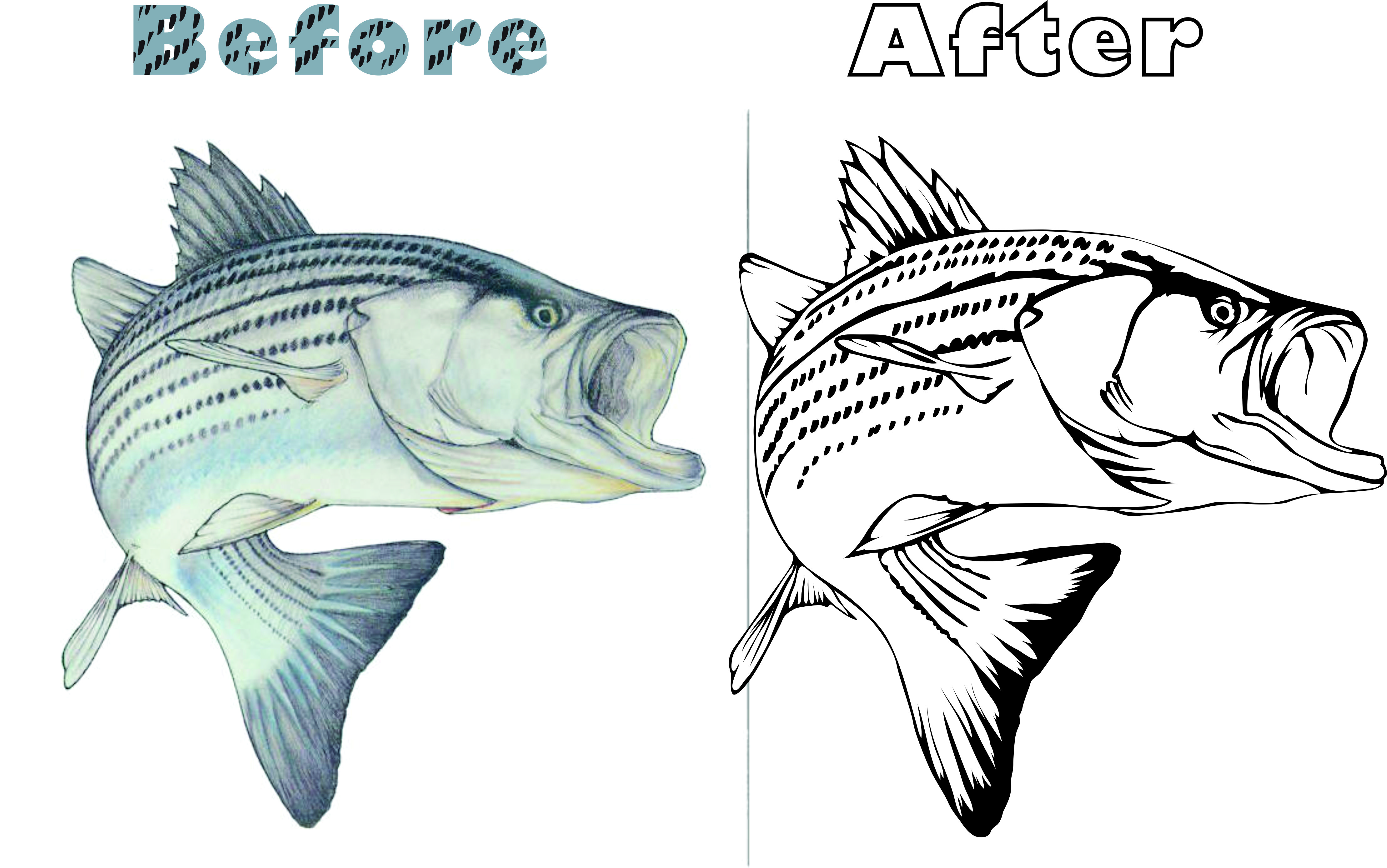 Bass Fish Vector Art