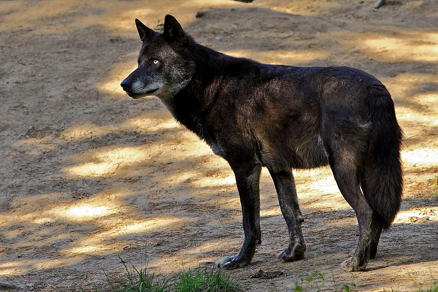 Black Spirit Wolf