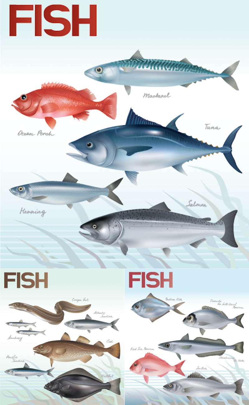 Fish Vector Clip Art