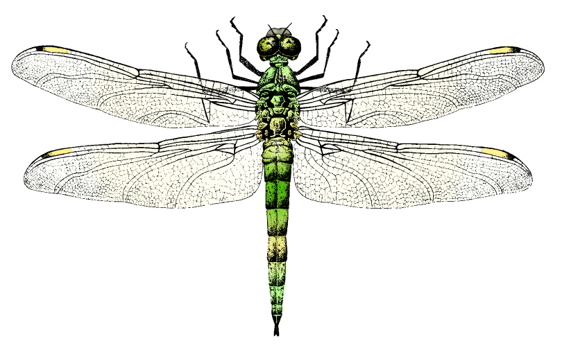 Free Dragonfly Vector Graphics