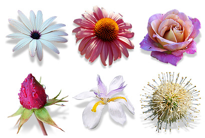 Free Flower Icons Download