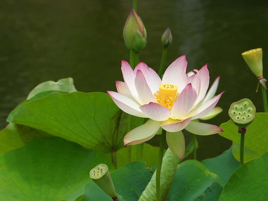 Free Public Domain Lotus Flower Pictures