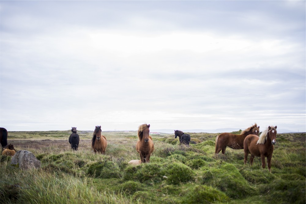 Public-Domain Images of Nature Animals