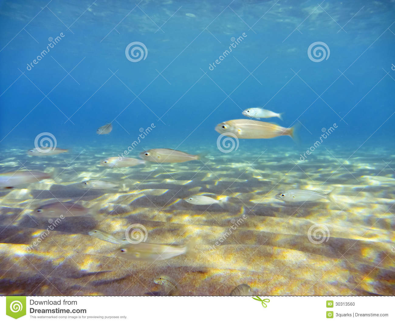 Underwater Sea Scene