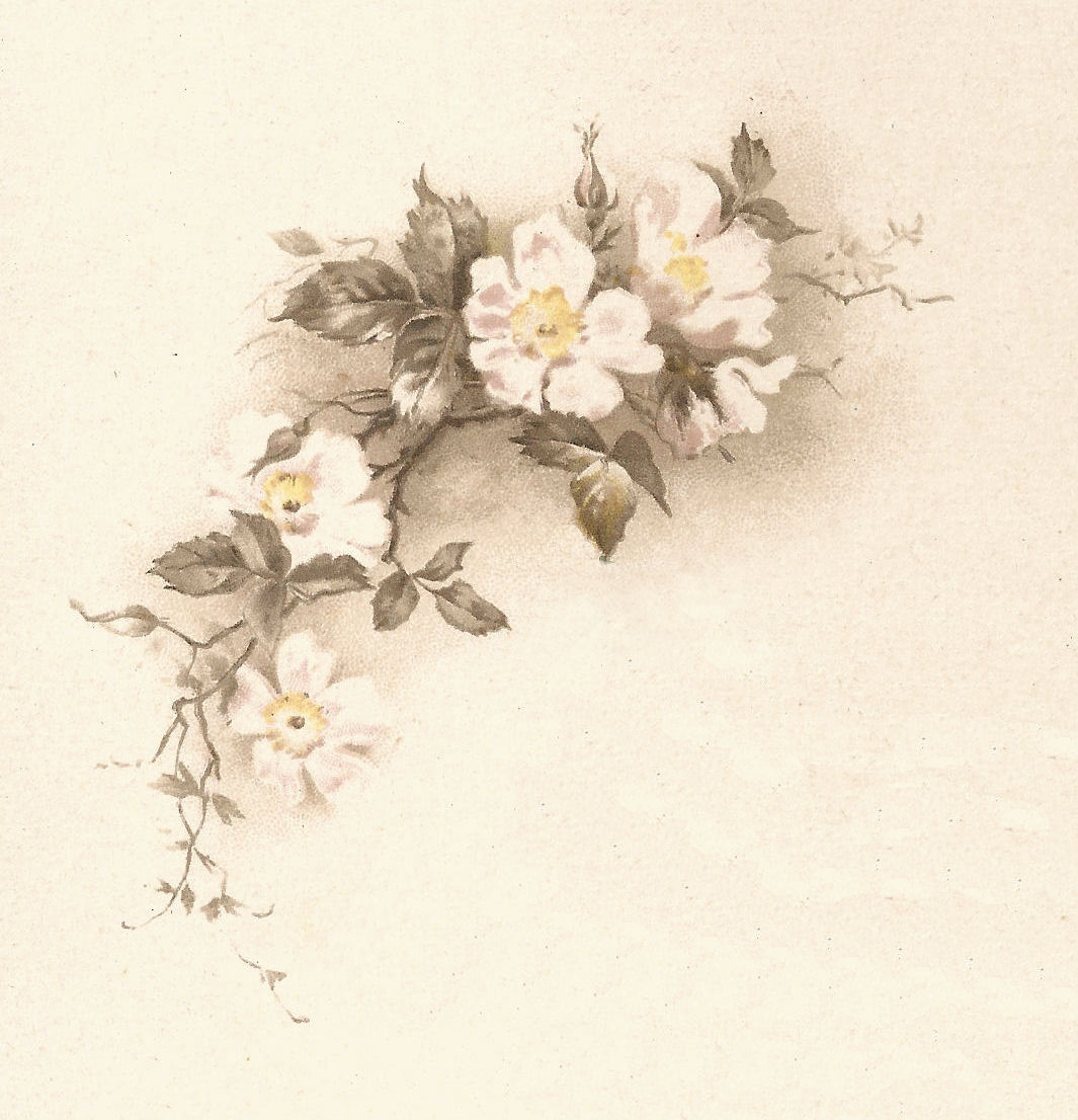 Vintage White Flower Illustration Vintage White Flower Illustration