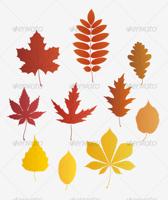 Autumn Leaves Vector