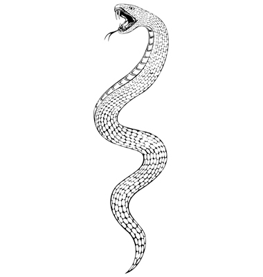 Cobra Snake Vector