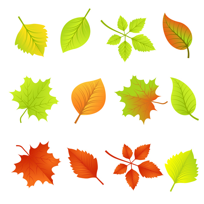 Free Vector Autumn Leaf