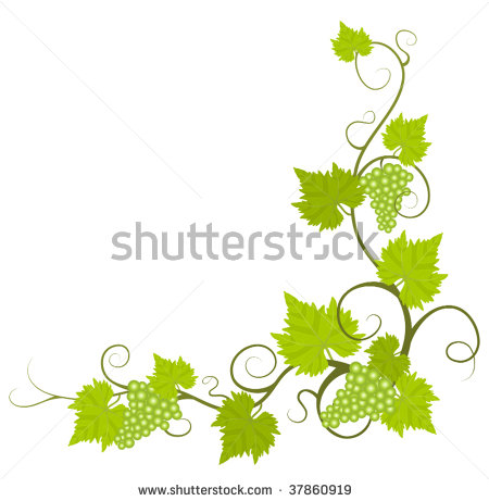 Grape Vine Vector Free