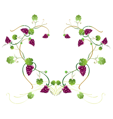 Grape Vine Vector