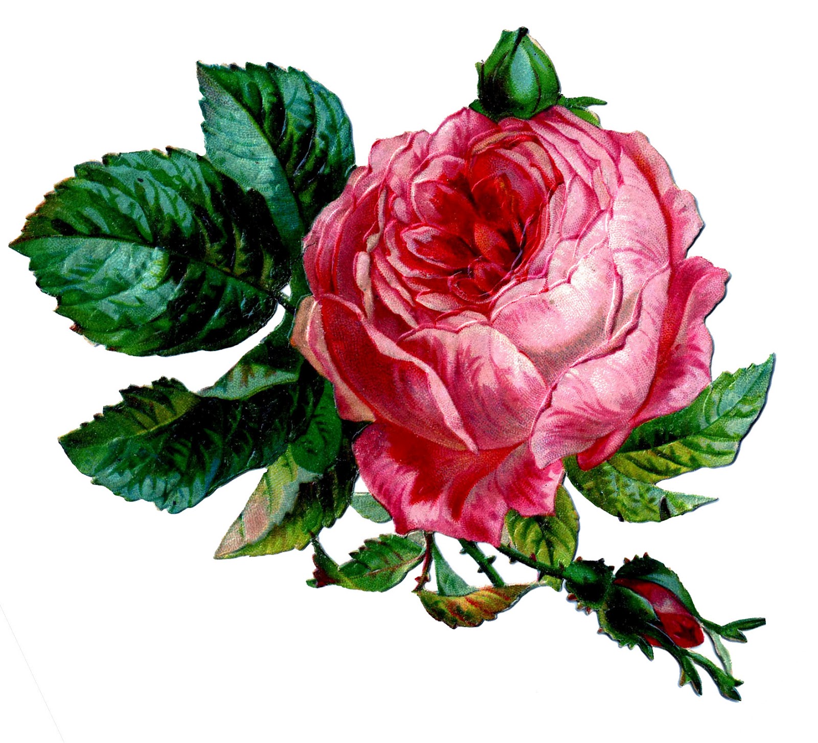 Graphic Rose Clip Art