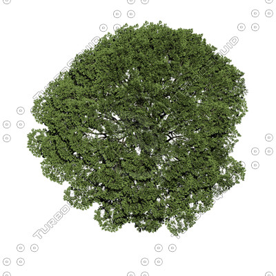 Photoshop Tree Top View Photoshop Tree Top View