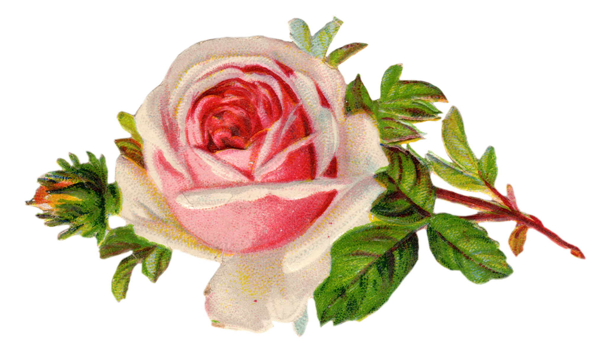 Vintage Rose Clip Art Free Vintage Rose Clip Art Free