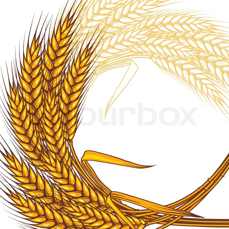 Wheat Vector