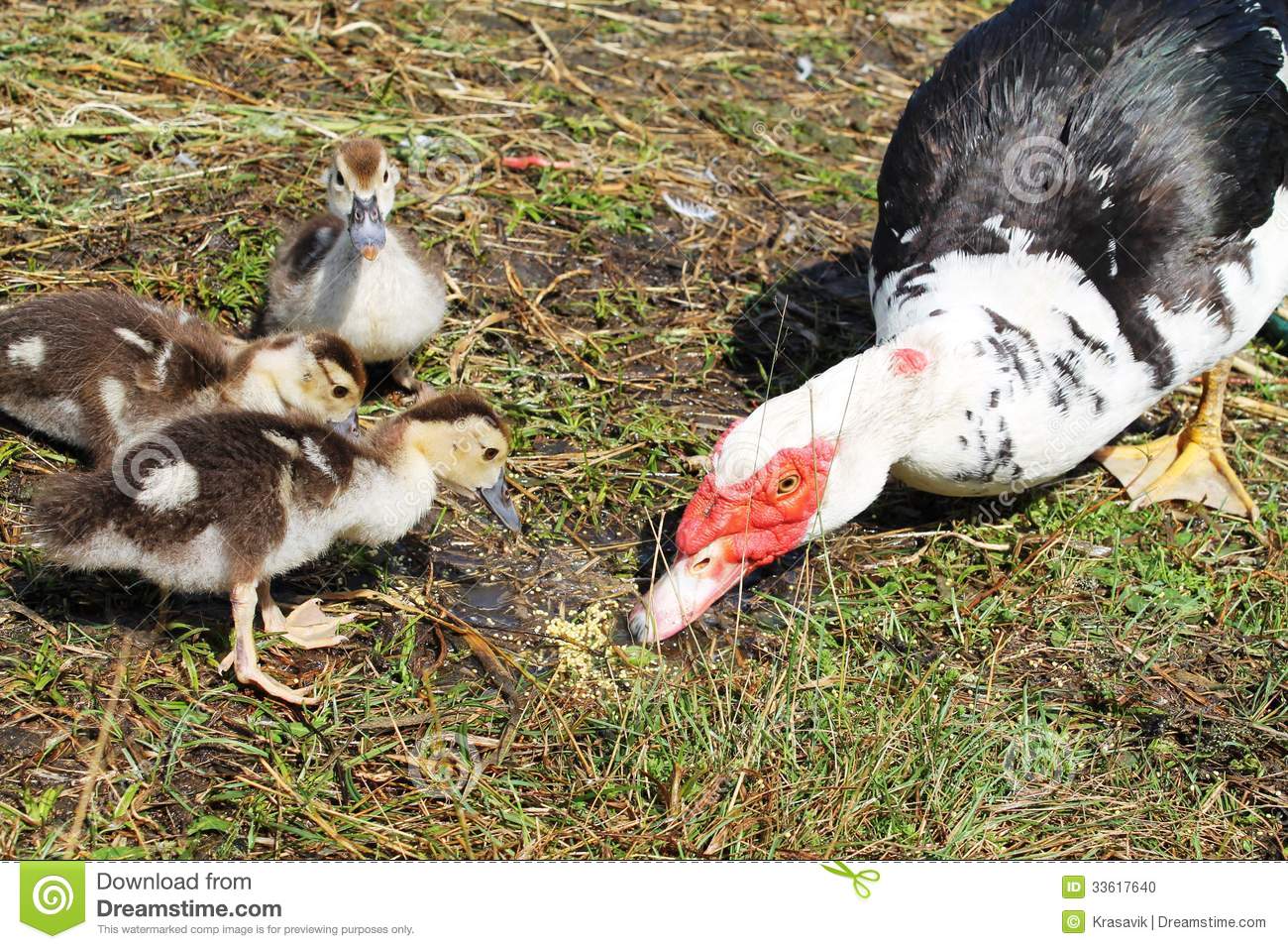 Adult Duck and Ducklings